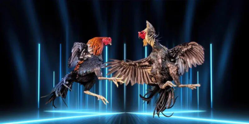 Đá Gà MMWIN | Trải Nghiệm Trận Đấu Gay Cấn Tại cổng game Uy Tín